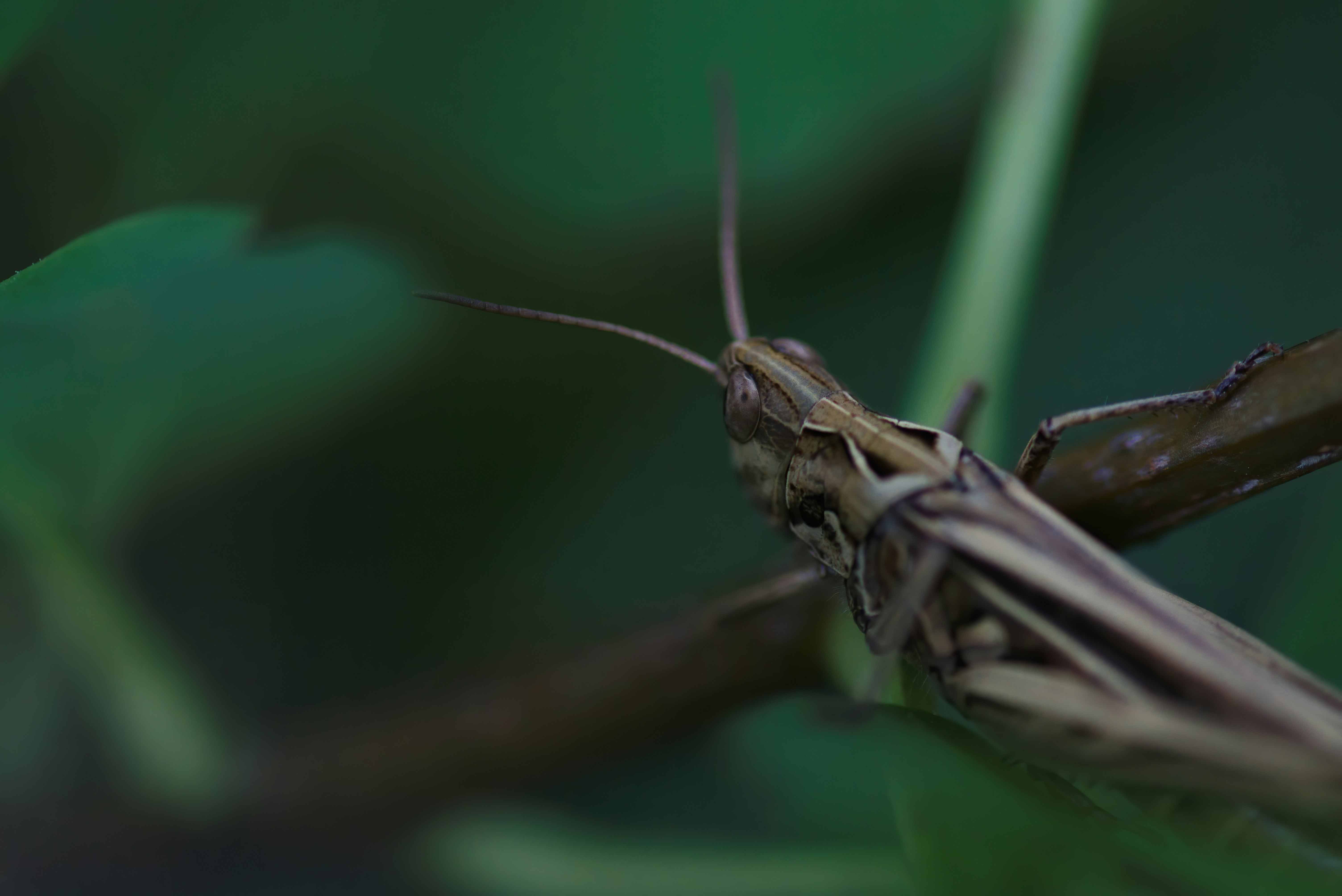 brown grasshopper perched on brown stem in close up photography during daytime